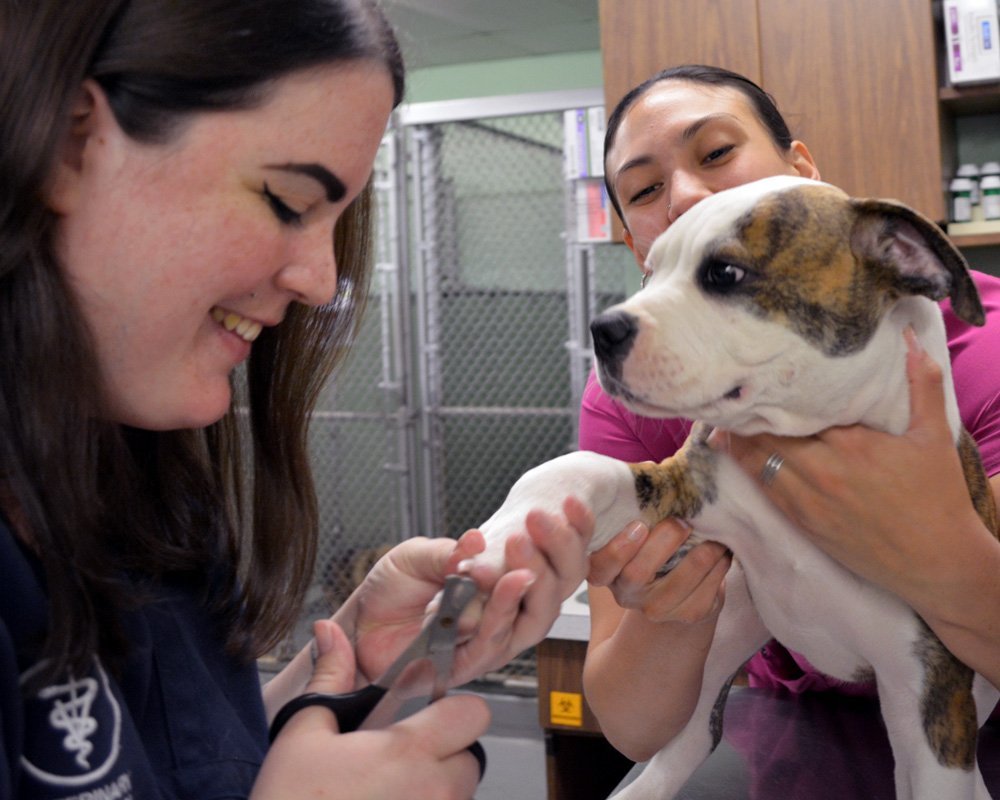 Claw and Nail Trims by Boarding and Groomers Dog Nail Trims, Grooming, & Boarding
